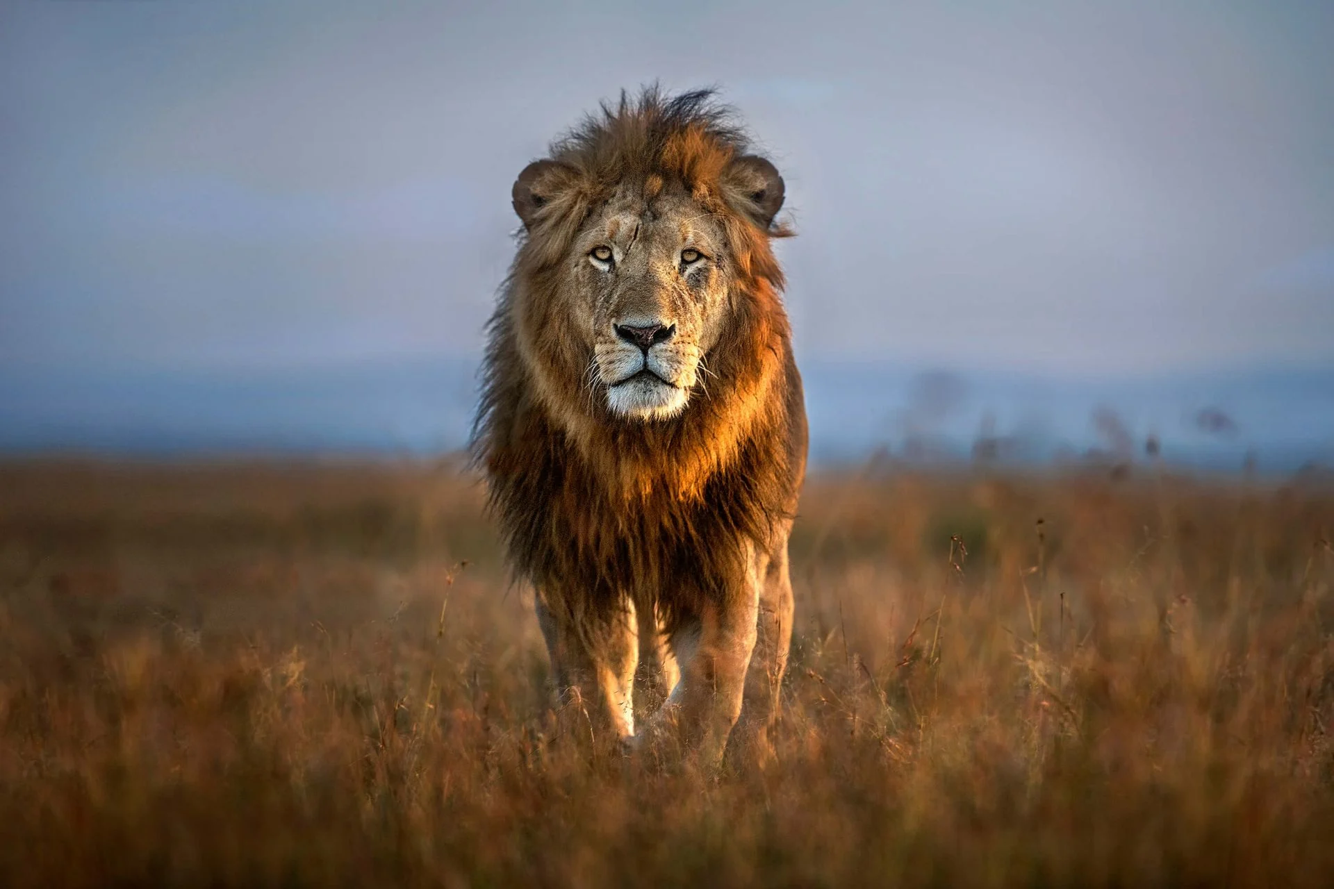 image_lion